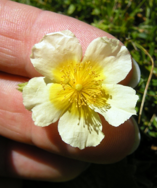 Ranuncolo bicolor - no, Potentilla sp.